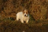 JACK RUSSEL 390